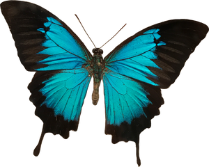 icon Butterfly Art sticker blue butterfly qcp8r